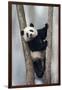 China, Chengdu, Chengdu Panda Base. Baby Giant Panda in Tree-Jaynes Gallery-Framed Photographic Print