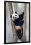 China, Chengdu, Chengdu Panda Base. Baby Giant Panda in Tree-Jaynes Gallery-Framed Photographic Print