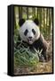China, Chengdu, Chengdu Panda Base. Close-Up of Young Giant Panda-Jaynes Gallery-Framed Stretched Canvas