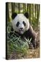 China, Chengdu, Chengdu Panda Base. Close-Up of Young Giant Panda-Jaynes Gallery-Stretched Canvas