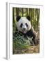 China, Chengdu, Chengdu Panda Base. Close-Up of Young Giant Panda-Jaynes Gallery-Framed Photographic Print