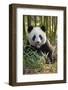 China, Chengdu, Chengdu Panda Base. Close-Up of Young Giant Panda-Jaynes Gallery-Framed Photographic Print