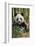 China, Chengdu, Chengdu Panda Base. Close-Up of Young Giant Panda-Jaynes Gallery-Framed Photographic Print