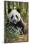 China, Chengdu, Chengdu Panda Base. Close-Up of Young Giant Panda-Jaynes Gallery-Mounted Photographic Print