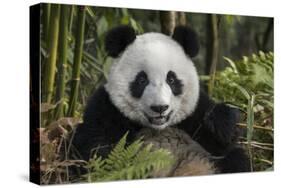 China, Chengdu, Chengdu Panda Base. Portrait of Young Giant Panda-Jaynes Gallery-Stretched Canvas