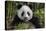 China, Chengdu, Chengdu Panda Base. Portrait of Young Giant Panda-Jaynes Gallery-Stretched Canvas