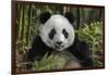 China, Chengdu, Chengdu Panda Base. Portrait of Young Giant Panda-Jaynes Gallery-Framed Photographic Print