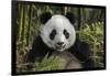 China, Chengdu, Chengdu Panda Base. Portrait of Young Giant Panda-Jaynes Gallery-Framed Photographic Print