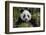 China, Chengdu, Chengdu Panda Base. Portrait of Young Giant Panda-Jaynes Gallery-Framed Photographic Print