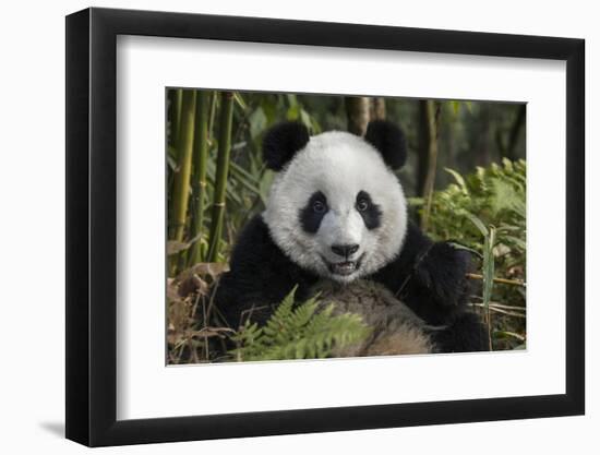 China, Chengdu, Chengdu Panda Base. Portrait of Young Giant Panda-Jaynes Gallery-Framed Photographic Print