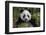 China, Chengdu, Chengdu Panda Base. Portrait of Young Giant Panda-Jaynes Gallery-Framed Photographic Print