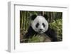 China, Chengdu, Chengdu Panda Base. Portrait of Young Giant Panda-Jaynes Gallery-Framed Photographic Print