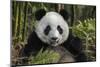 China, Chengdu, Chengdu Panda Base. Portrait of Young Giant Panda-Jaynes Gallery-Mounted Photographic Print