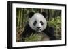 China, Chengdu, Chengdu Panda Base. Portrait of Young Giant Panda-Jaynes Gallery-Framed Photographic Print