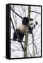 China, Chengdu Panda Base. Baby Giant Panda in Tree-Jaynes Gallery-Framed Stretched Canvas