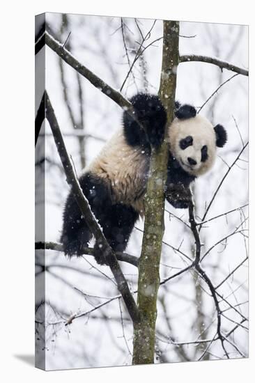 China, Chengdu Panda Base. Baby Giant Panda in Tree-Jaynes Gallery-Stretched Canvas