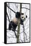 China, Chengdu Panda Base. Baby Giant Panda in Tree-Jaynes Gallery-Framed Stretched Canvas