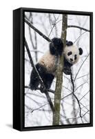 China, Chengdu Panda Base. Baby Giant Panda in Tree-Jaynes Gallery-Framed Stretched Canvas