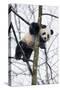 China, Chengdu Panda Base. Baby Giant Panda in Tree-Jaynes Gallery-Stretched Canvas