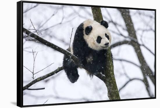 China, Chengdu Panda Base. Baby Giant Panda in Tree-Jaynes Gallery-Framed Stretched Canvas