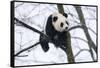 China, Chengdu Panda Base. Baby Giant Panda in Tree-Jaynes Gallery-Framed Stretched Canvas