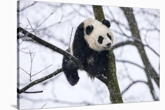 China, Chengdu Panda Base. Baby Giant Panda in Tree-Jaynes Gallery-Stretched Canvas