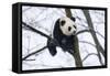 China, Chengdu Panda Base. Baby Giant Panda in Tree-Jaynes Gallery-Framed Stretched Canvas