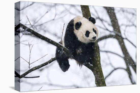 China, Chengdu Panda Base. Baby Giant Panda in Tree-Jaynes Gallery-Stretched Canvas