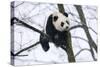 China, Chengdu Panda Base. Baby Giant Panda in Tree-Jaynes Gallery-Stretched Canvas