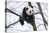 China, Chengdu Panda Base. Baby Giant Panda in Tree-Jaynes Gallery-Stretched Canvas