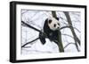 China, Chengdu Panda Base. Baby Giant Panda in Tree-Jaynes Gallery-Framed Photographic Print