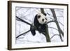 China, Chengdu Panda Base. Baby Giant Panda in Tree-Jaynes Gallery-Framed Photographic Print