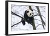 China, Chengdu Panda Base. Baby Giant Panda in Tree-Jaynes Gallery-Framed Photographic Print