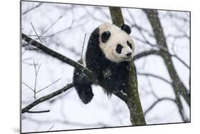 China, Chengdu Panda Base. Baby Giant Panda in Tree-Jaynes Gallery-Mounted Photographic Print