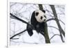 China, Chengdu Panda Base. Baby Giant Panda in Tree-Jaynes Gallery-Framed Photographic Print