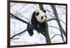 China, Chengdu Panda Base. Baby Giant Panda in Tree-Jaynes Gallery-Framed Photographic Print