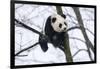 China, Chengdu Panda Base. Baby Giant Panda in Tree-Jaynes Gallery-Framed Photographic Print