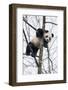 China, Chengdu Panda Base. Baby Giant Panda in Tree-Jaynes Gallery-Framed Photographic Print