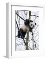 China, Chengdu Panda Base. Baby Giant Panda in Tree-Jaynes Gallery-Framed Photographic Print