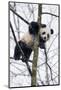 China, Chengdu Panda Base. Baby Giant Panda in Tree-Jaynes Gallery-Mounted Photographic Print