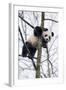 China, Chengdu Panda Base. Baby Giant Panda in Tree-Jaynes Gallery-Framed Photographic Print