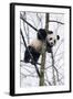 China, Chengdu Panda Base. Baby Giant Panda in Tree-Jaynes Gallery-Framed Photographic Print