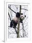 China, Chengdu Panda Base. Baby Giant Panda in Tree-Jaynes Gallery-Framed Photographic Print