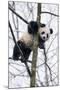 China, Chengdu Panda Base. Baby Giant Panda in Tree-Jaynes Gallery-Mounted Photographic Print