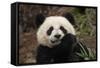 China, Chengdu Panda Base. Close-Up of Young Giant Panda-Jaynes Gallery-Framed Stretched Canvas