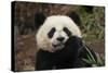 China, Chengdu Panda Base. Close-Up of Young Giant Panda-Jaynes Gallery-Stretched Canvas