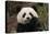 China, Chengdu Panda Base. Close-Up of Young Giant Panda-Jaynes Gallery-Stretched Canvas