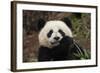 China, Chengdu Panda Base. Close-Up of Young Giant Panda-Jaynes Gallery-Framed Photographic Print