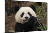 China, Chengdu Panda Base. Close-Up of Young Giant Panda-Jaynes Gallery-Mounted Photographic Print