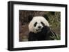 China, Chengdu Panda Base. Close-Up of Young Giant Panda-Jaynes Gallery-Framed Photographic Print